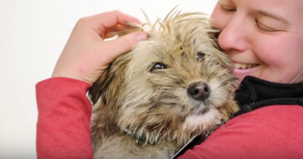 YouTube- The Humane Society of the United States
