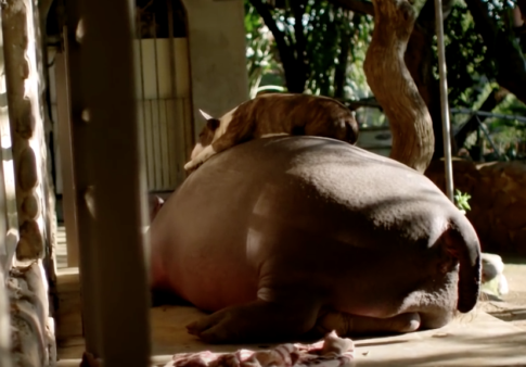 YouTube- Animal Planet