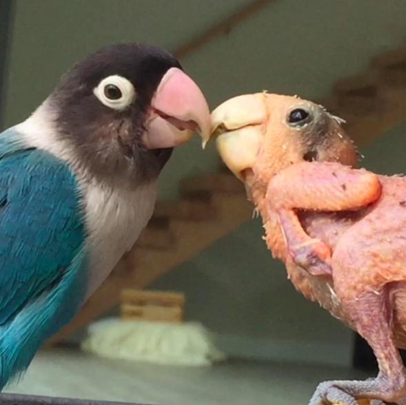 instagram: my_special_bird
