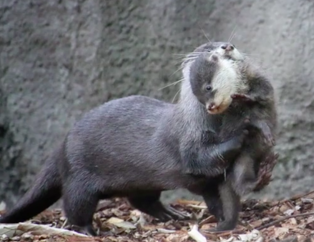 Taronga