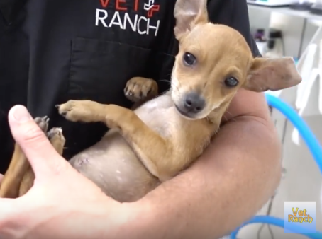 YouTube- Vet Ranch