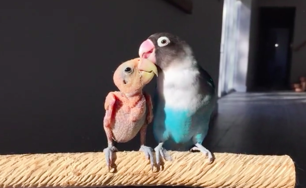 instagram: my_special_bird