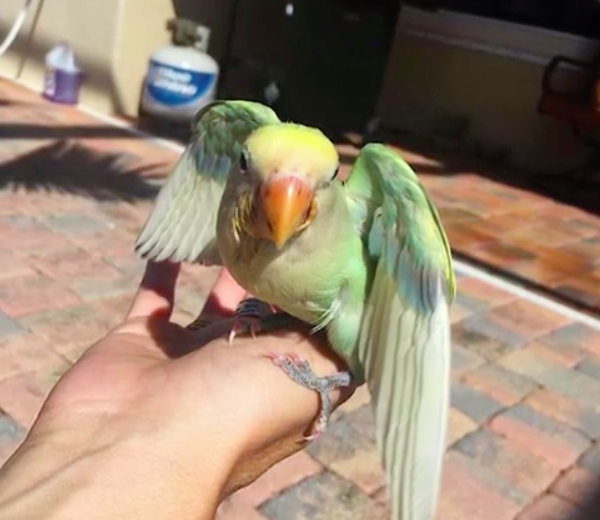 instagram: my_special_bird