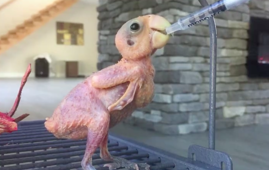 instagram: my_special_bird
