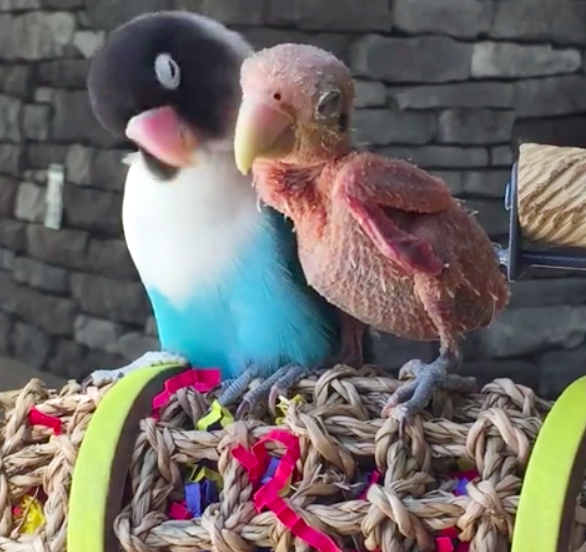 instagram: my_special_bird