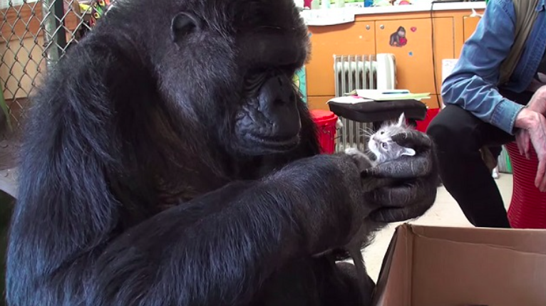 gorilla foundation
