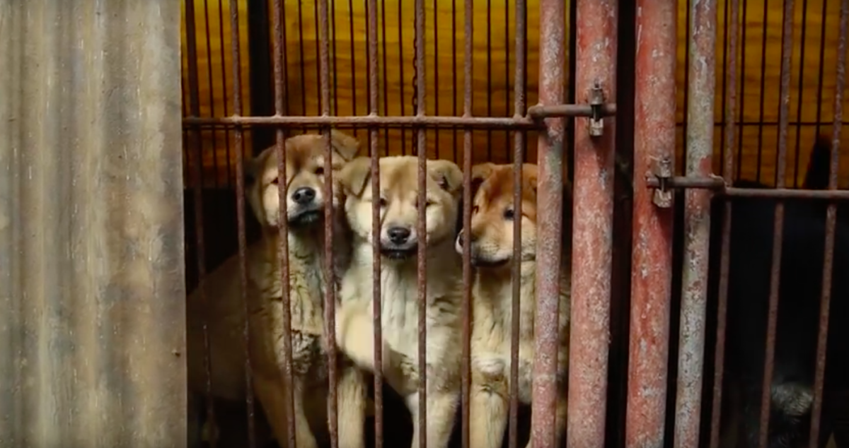 HSUS