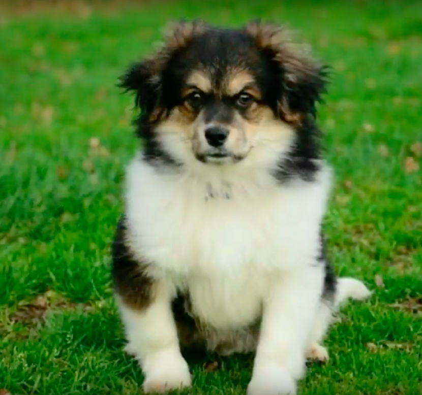 Howl Of A Dog