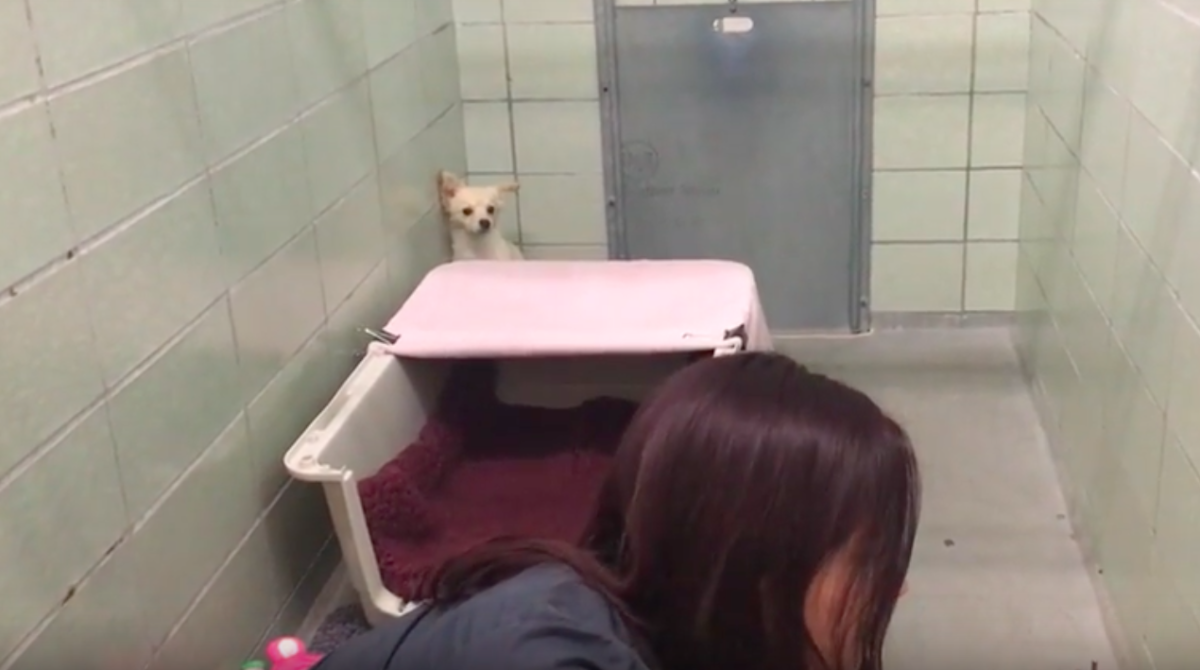 Marin Humane
