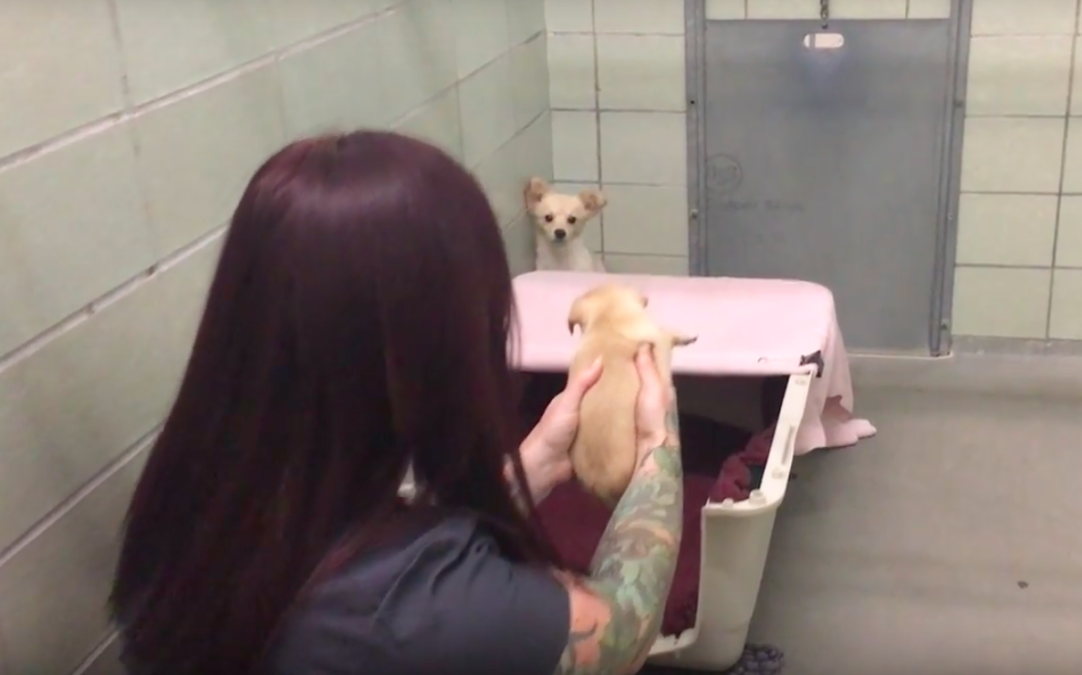 Marin Humane