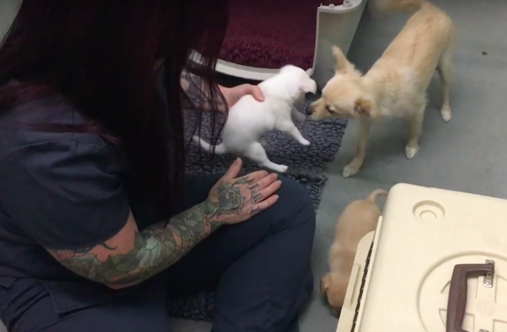 Marin Humane