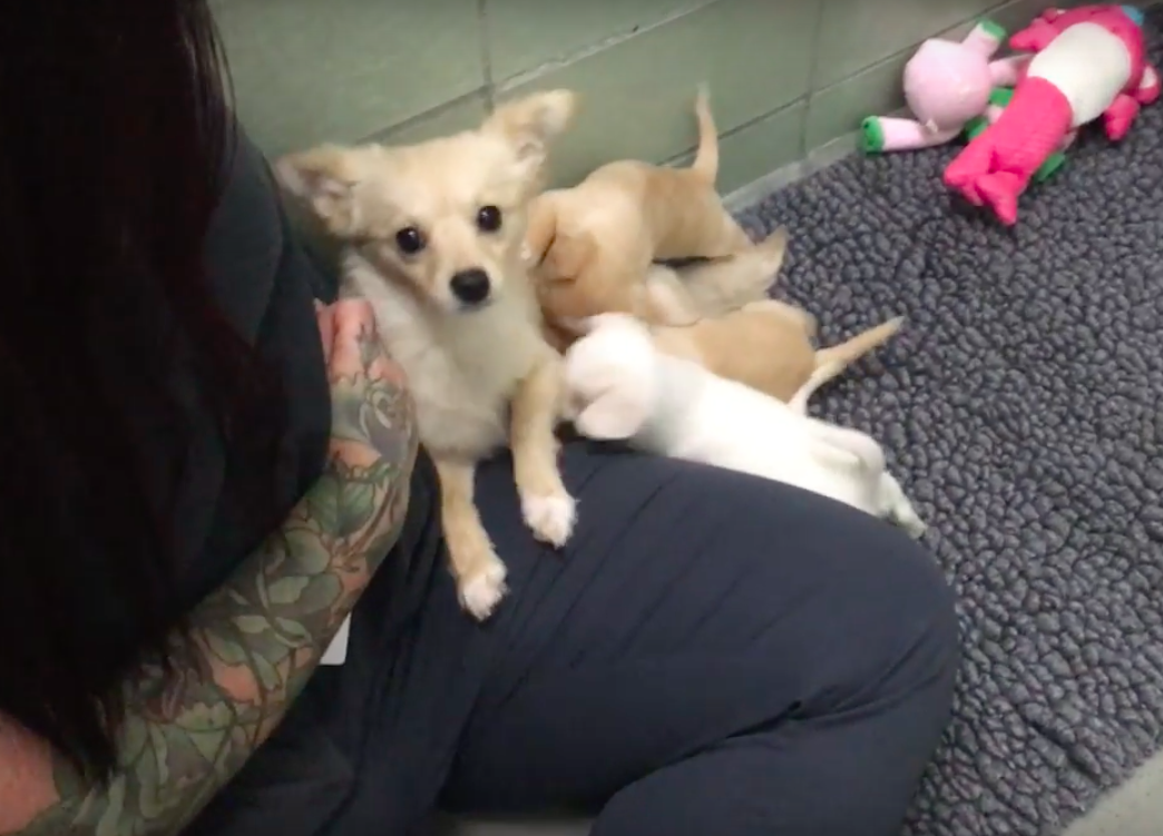 Marin Humane