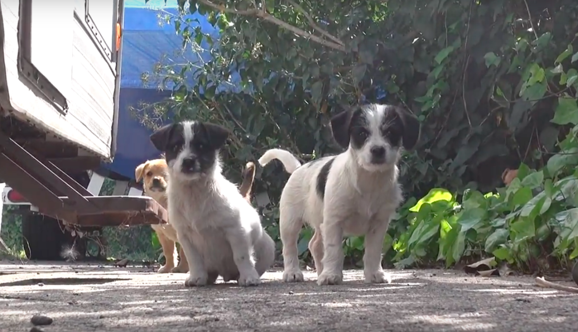 Hope For Paws