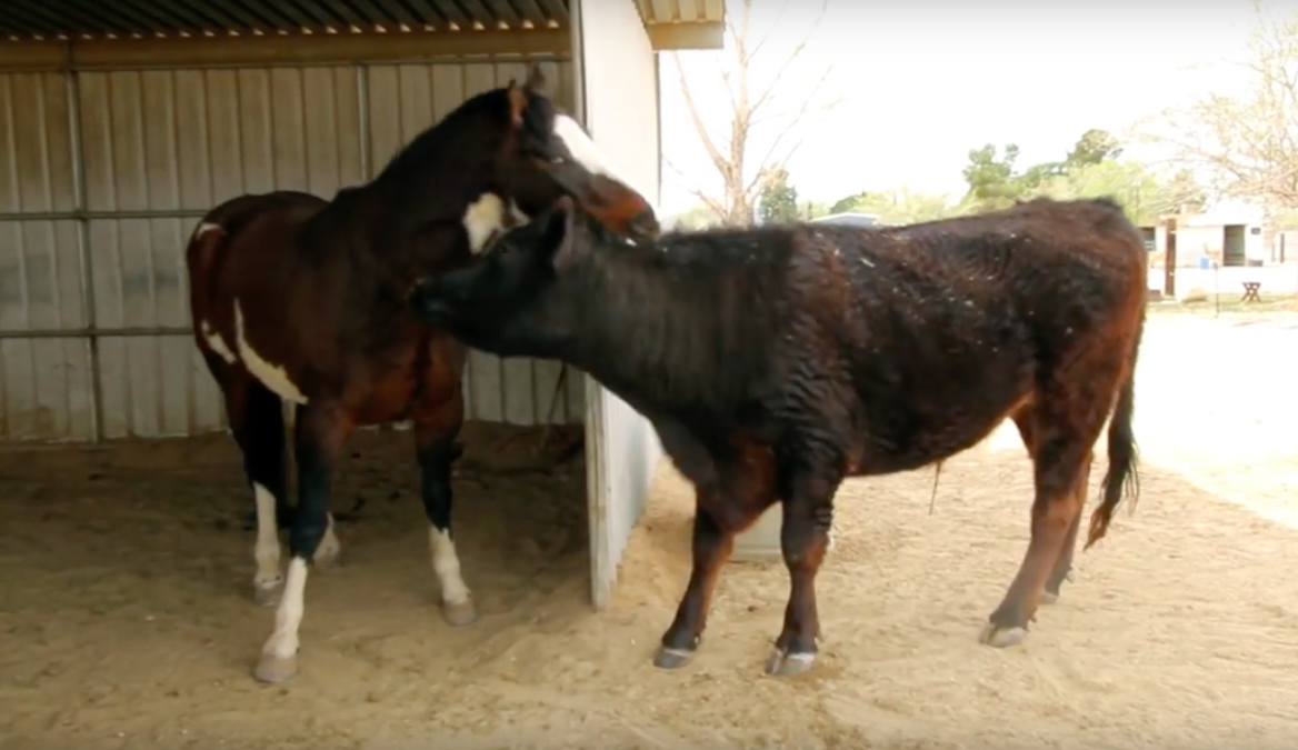 Hooves and Paws