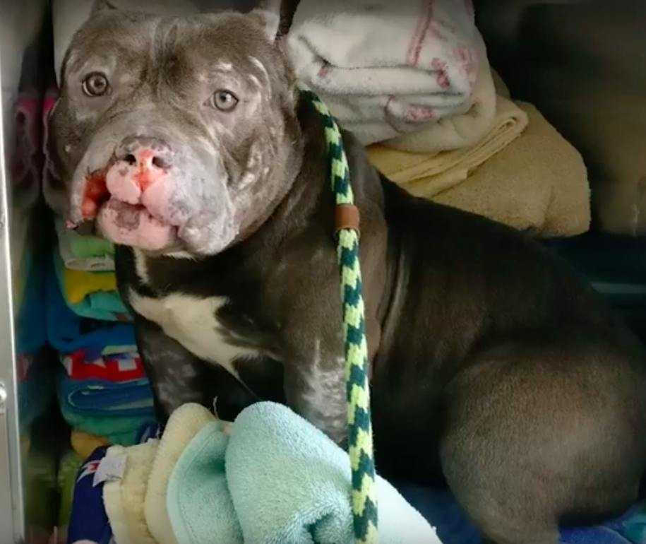 Norfolk Animal Care Center