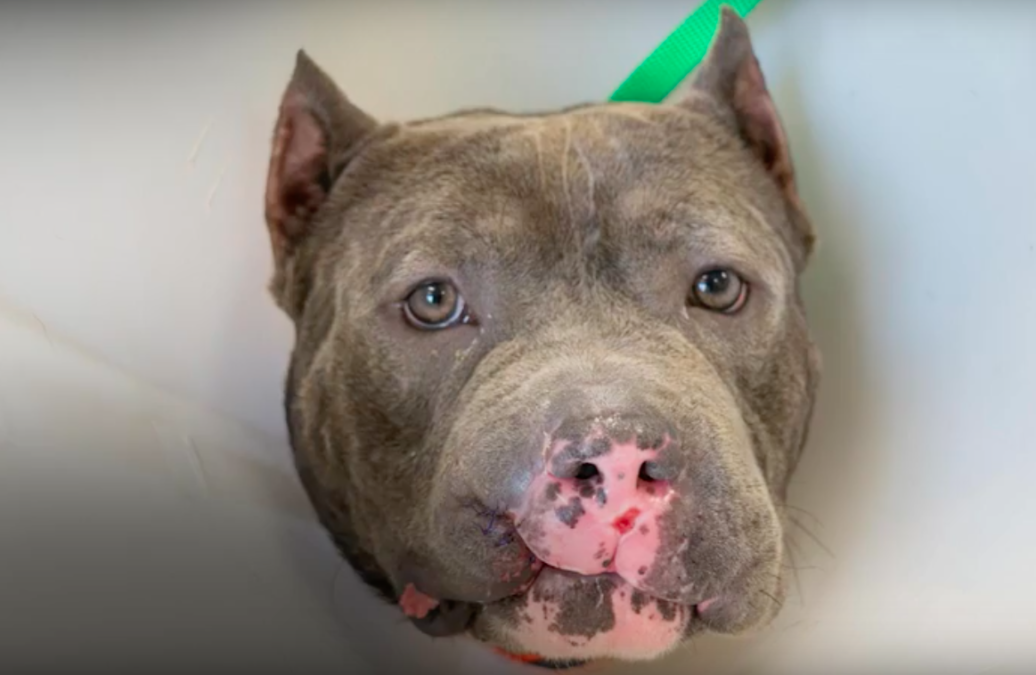 Norfolk Animal Care Center