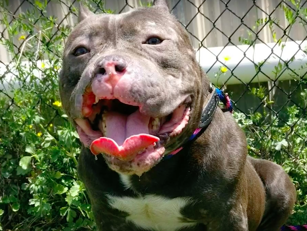 Norfolk Animal Care Center