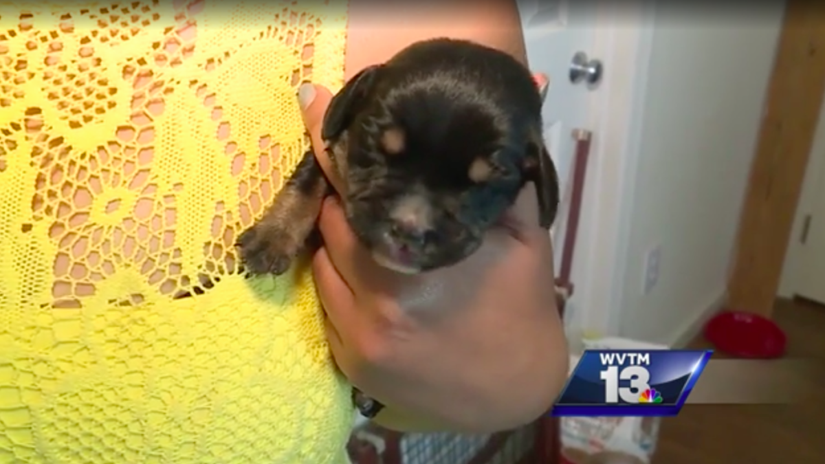 WVTM 13