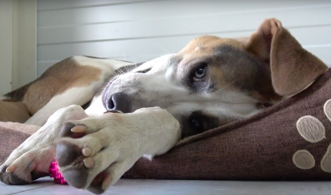 howl of a dog