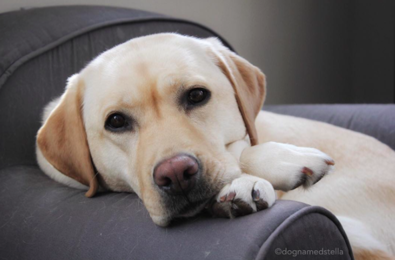 instagram: @dognamedstella