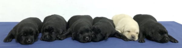 BuzzFeed- New Taipei Police Department K-9 Unit