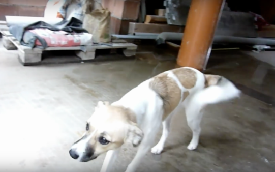 YouTube- Howl of a Dog
