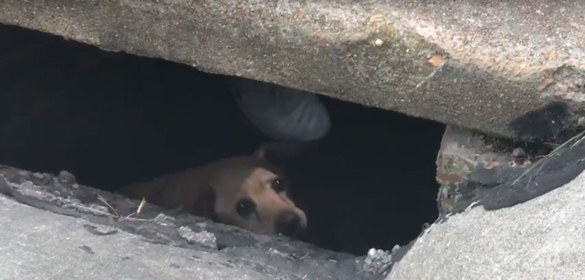 Stray Rescue St. Louis
