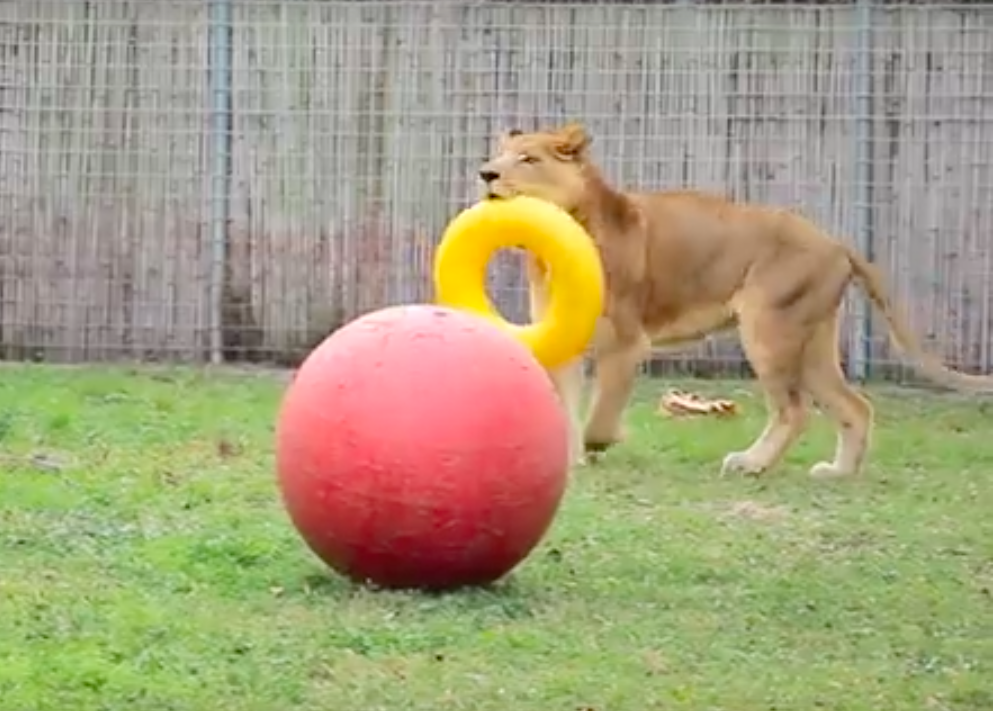 big cat rescue