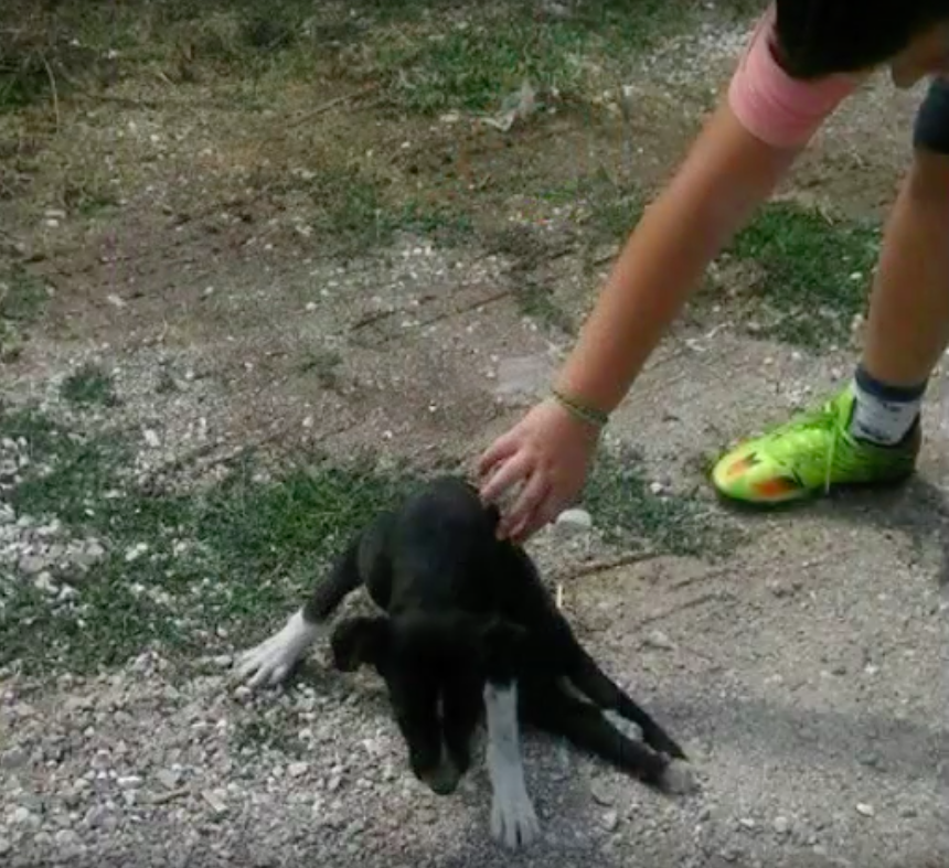 The Orphan Pet