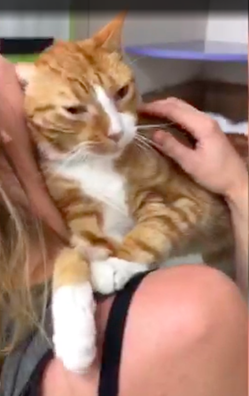 ASPCA