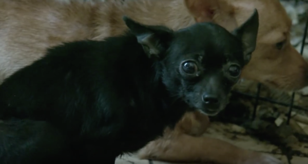 YouTube- The Humane Society of the United States