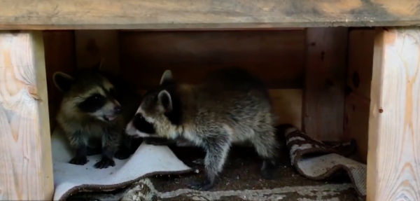 YouTube- National Geographic