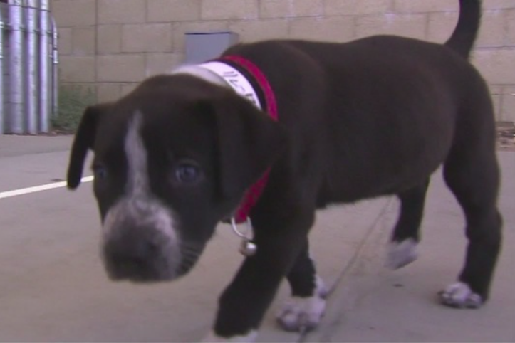 Riverside County Dept of Animal Services