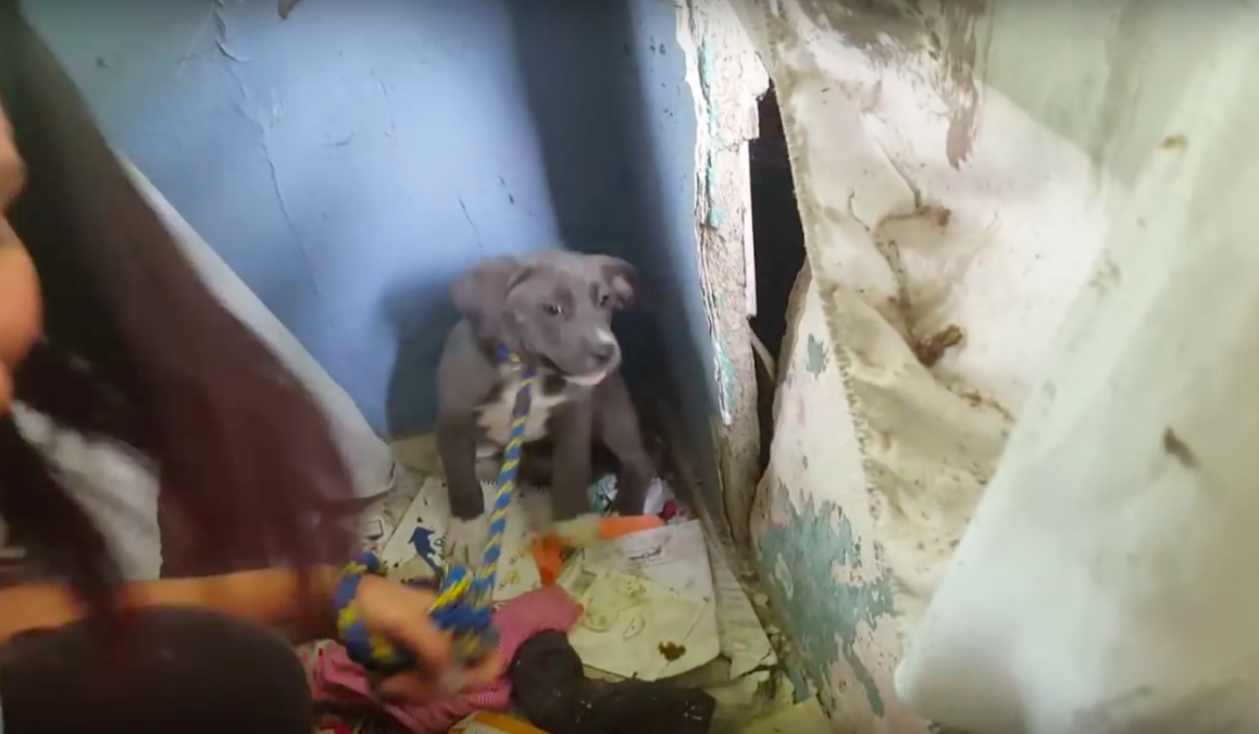 stray rescue
