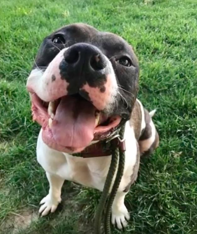 stray rescue