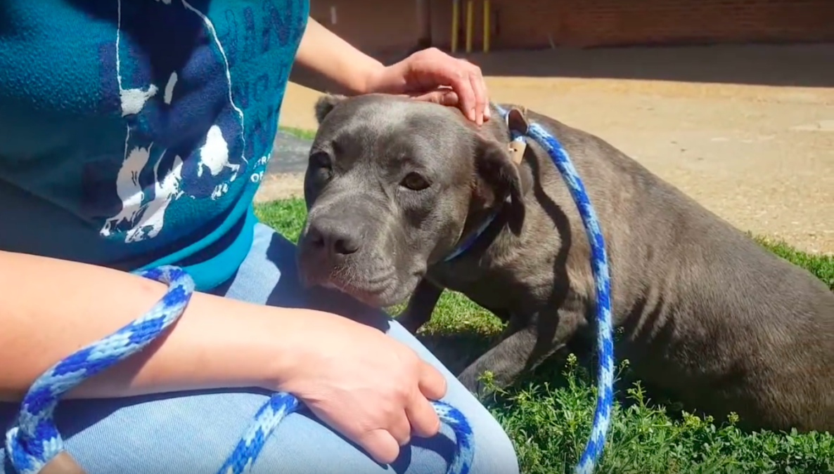 stray rescue