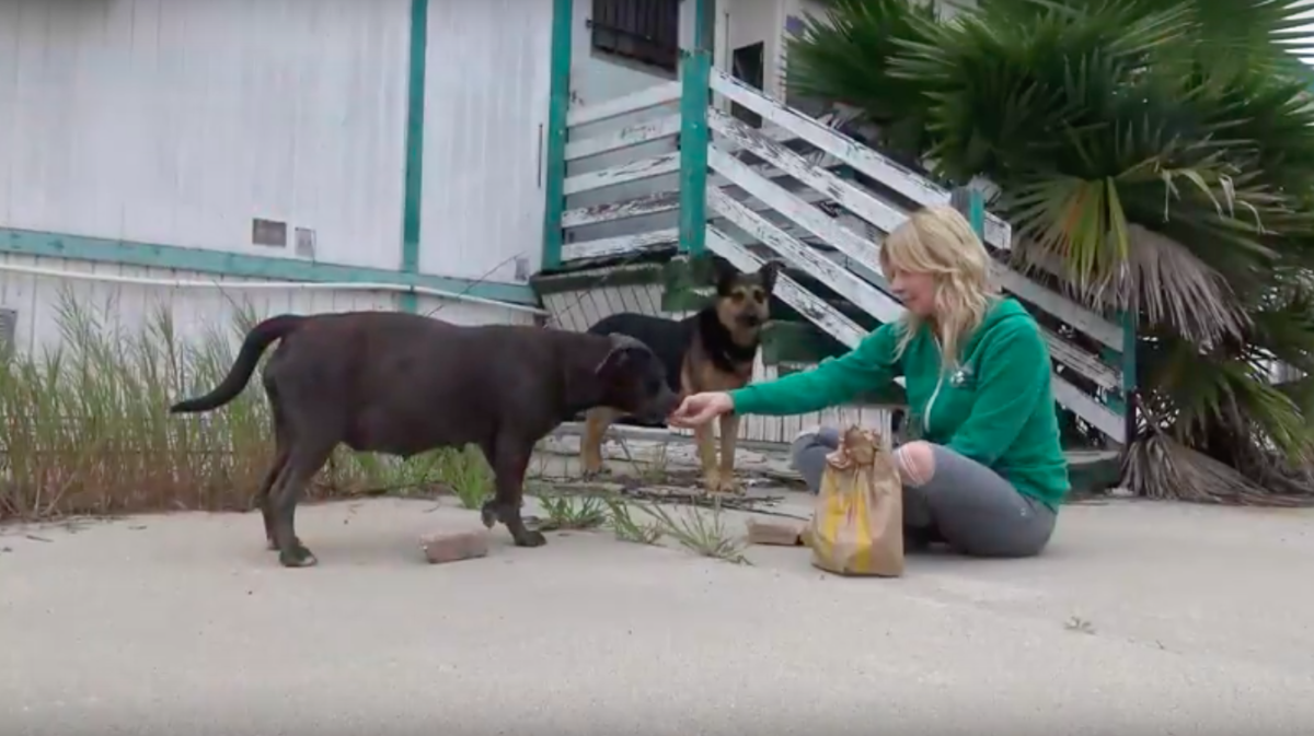 Hope For Paws