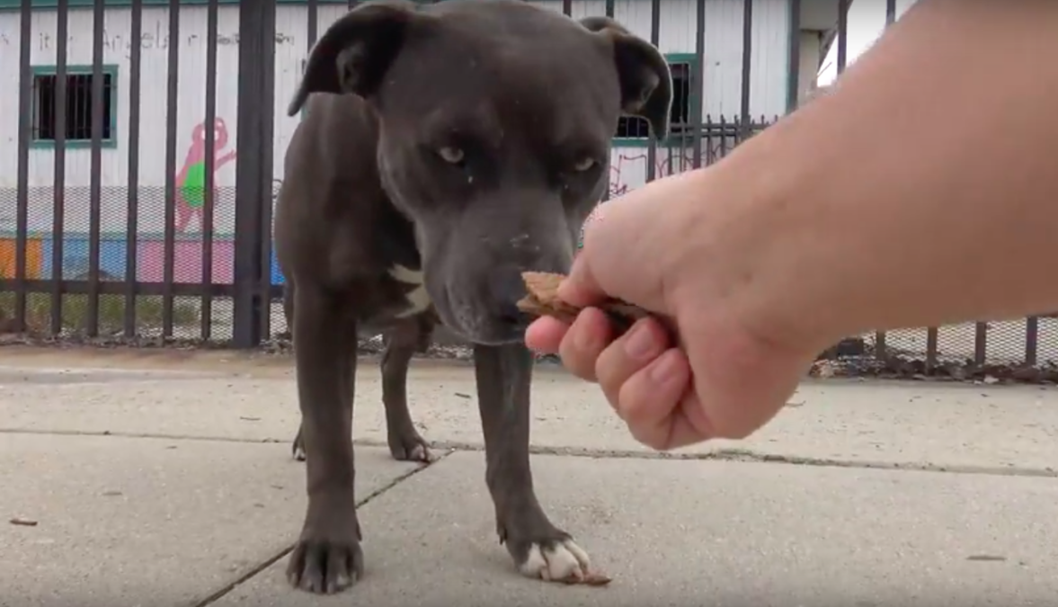 Hope For Paws