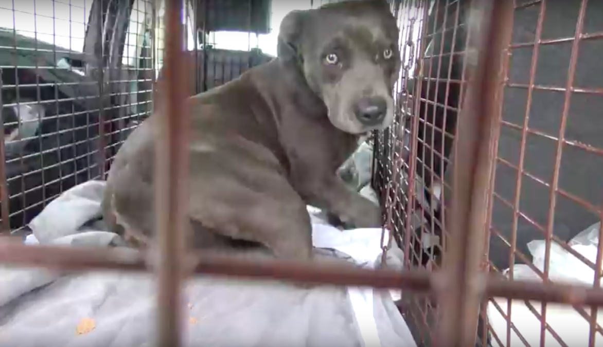 Hope For Paws