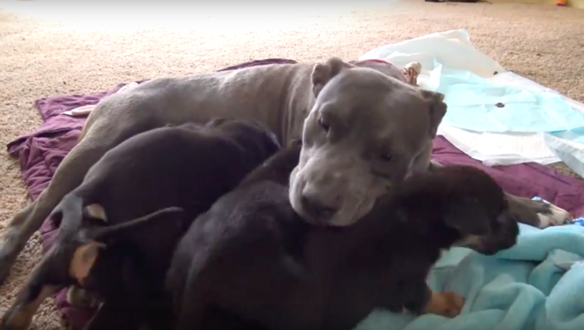 Hope For Paws