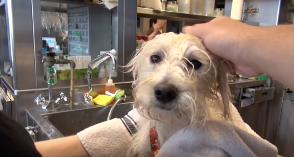YouTube- Hope for Paws