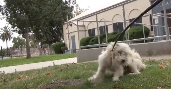 YouTube- Hope for Paw