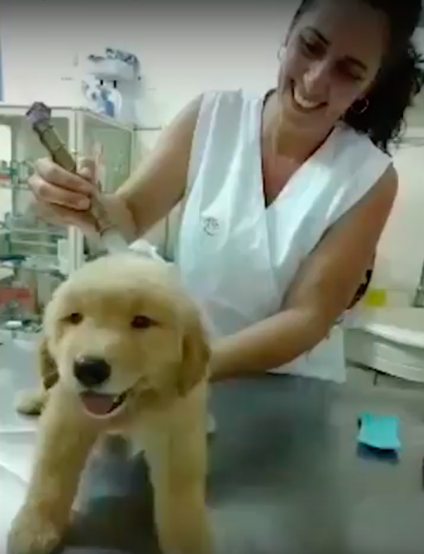 fernanda teixeira veterinaria