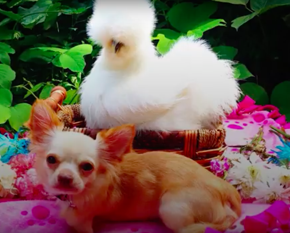 Facebook/Roo & Penny Chicken
