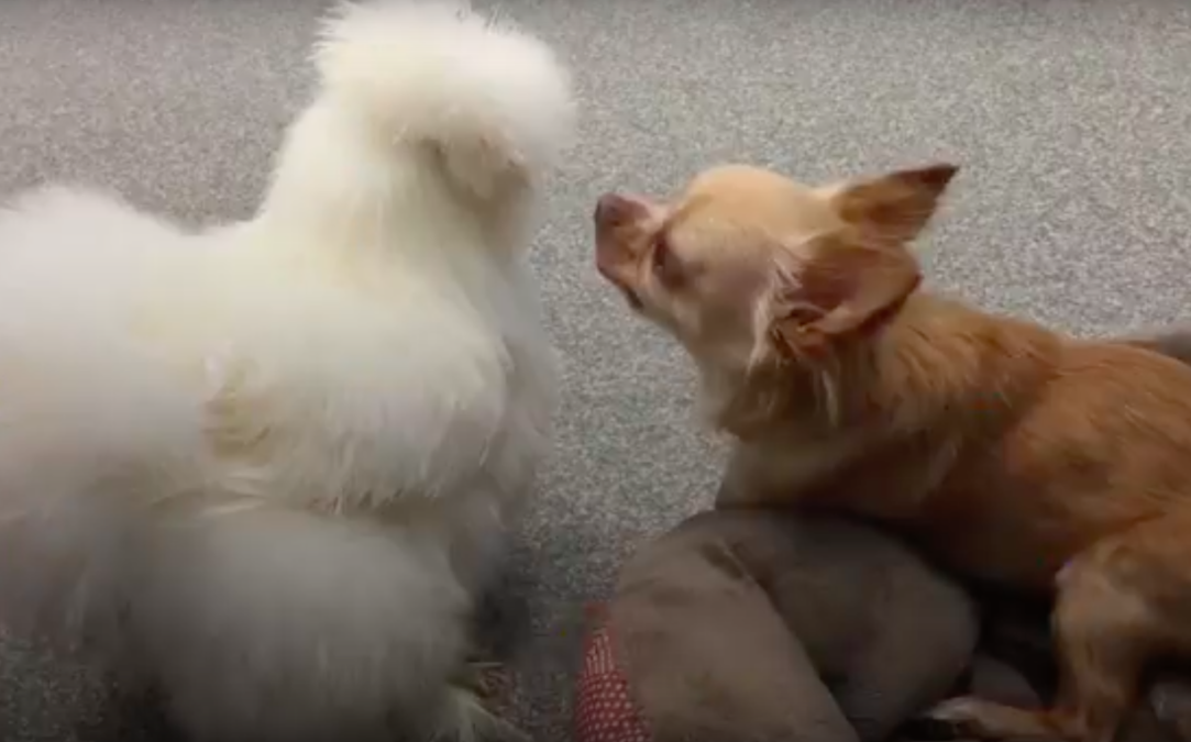 Facebook/Roo & Penny Chicken