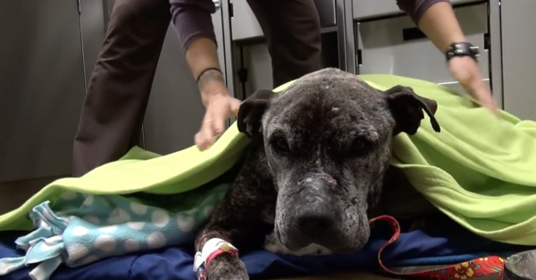 YouTube- Hope for Paws