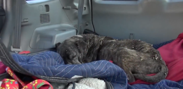 YouTube- Hope for Paws