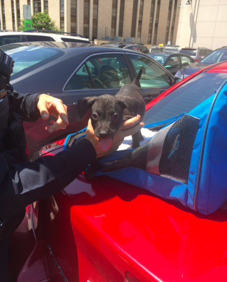 twitter/@ArlingtonVaPD