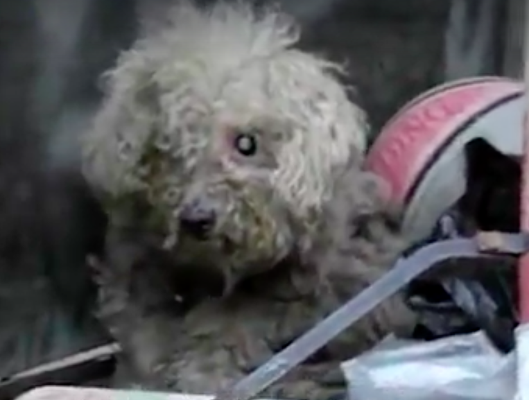 hope for paws