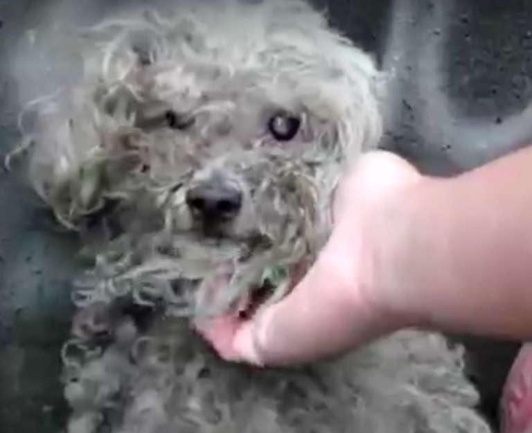 hope for paws